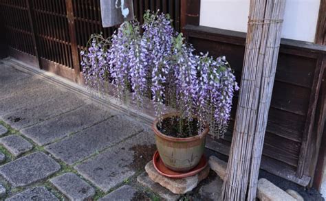 Tips For Growing Wisteria In A Pot Dwank