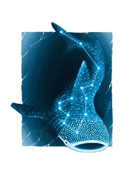 How Cameras are Helping Whale Shark Conservation | Current Conservation