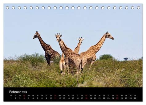 Giraffen Faszination Der Wildnis Tischkalender Din A Quer