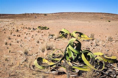 Welwitschia Mirablilis An Extraordinary Plant Amusing Planet