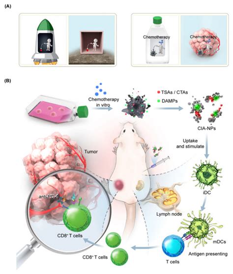 纳米人 Biomaterials：化疗诱导的纳米疫苗可实现免疫原性等效以改善癌症化学免疫治疗