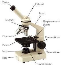 Microscopio Partes Del Microscopio