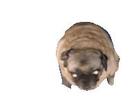 Pug GIFs | Tenor