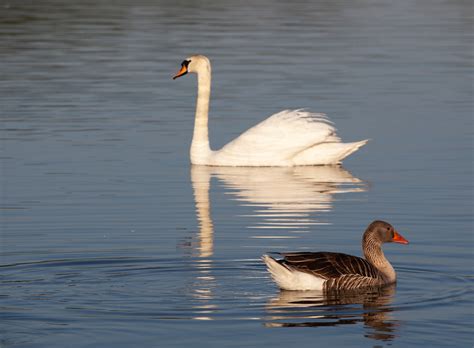 Swan And Goose Free Photo On Pixabay Pixabay