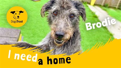 Brodie The Toy Loving Lurcher Dogs Trust West Calder Youtube