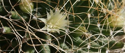 Biznaga Enga Osa Familia Cactaceae En Guanajuato Biodiversity All