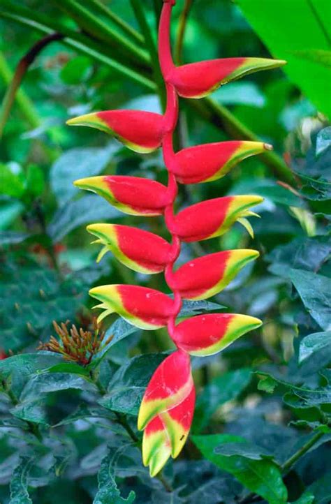 Heliconia Flower Care Growing The Lobster Claw Plant