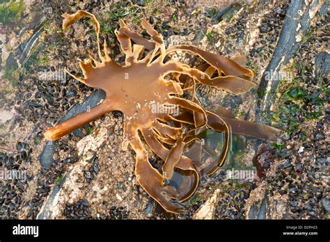 A Piece Of Kelp Seaweed Washed Up On A Rock Stock Photo Alamy