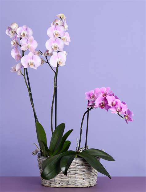 Plant Pots for Orchids | Get The Best Pots & Plant Advice