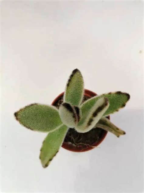 Kalanchoe Villosa Siracactus Succulente Online