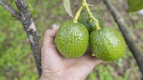 Demanda Y Tendencias Del Aguacate Bolet N Proinnova Guatemala