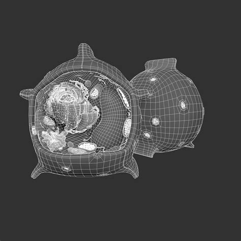 3d model plant cell