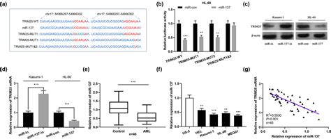 Trim Contributes To The Malignancy Of Acute Myeloid Leukemia And Is