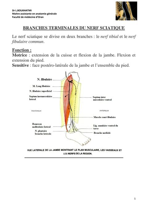 Solution Branches Terminales Du Nerf Sciatique Studypool