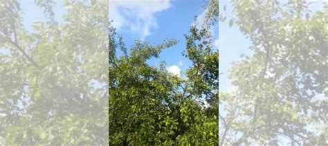 Участок 10 сот. (ИЖС) на продажу в Вышнем Волочке | Продажа земельных ...