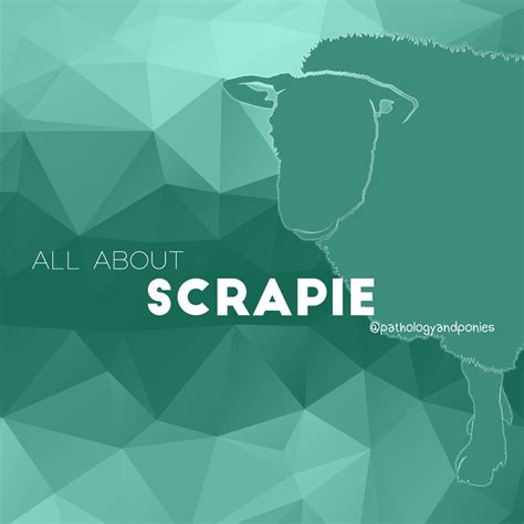 Scrapie - Pathology and Ponies