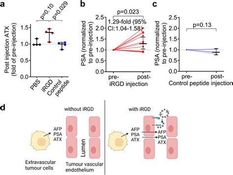 Tumour Specific Activation Of A Tumour Blood Transport Improves The