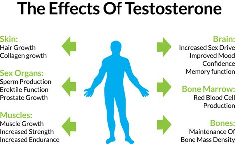 All About Testosterone Get The Edge Through Diet And Exercise Fitness Volt