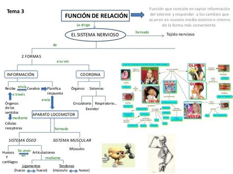 Ppt Esquema Función De Relación