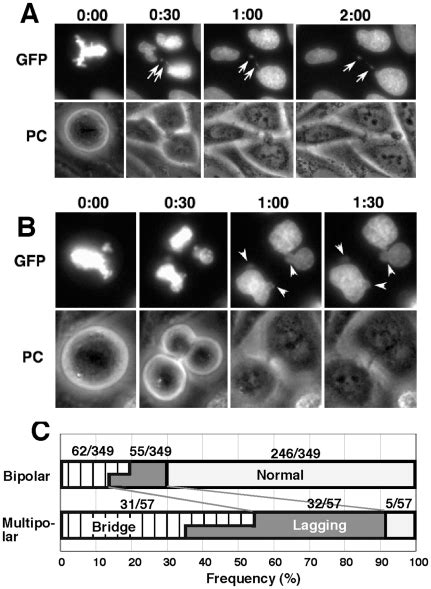 Representative Time Lapse Images For A Tripolar Mitosis That Generated