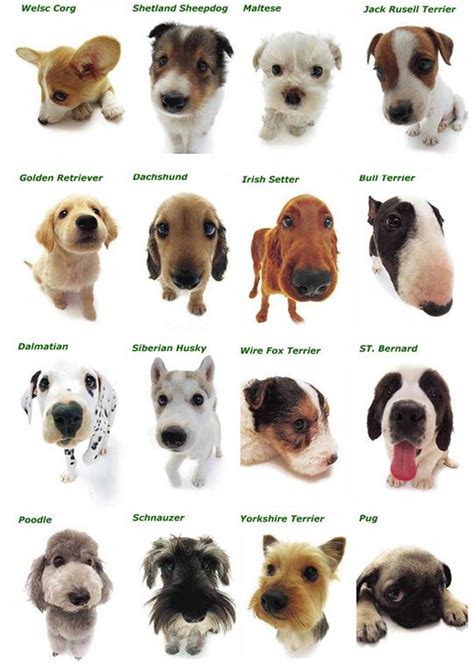 Dog Artist Dog Breeds Dogs