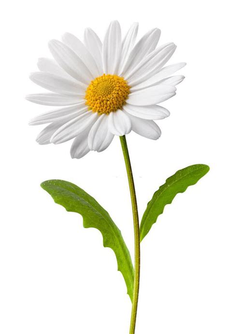 What Are Parts Of The Daisy Flower And How To Take Care Them