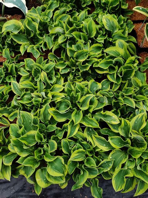 Hosta Wrinkle In Time Well Rooted 5 25 Pot Perennial Shade Hardy Plant