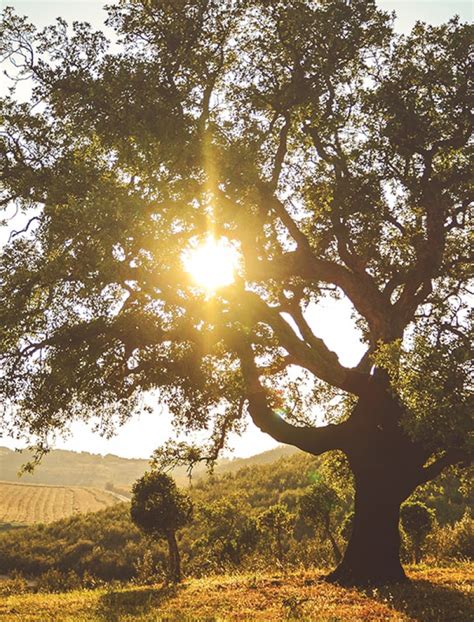 Roteiro Alentejo Locais A Visitar No Alentejo Controlauto