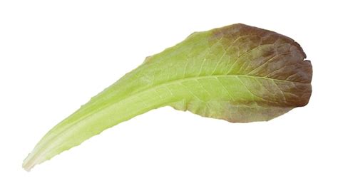 Hoja Fresca De Lechuga Romana Aislada Foto Premium