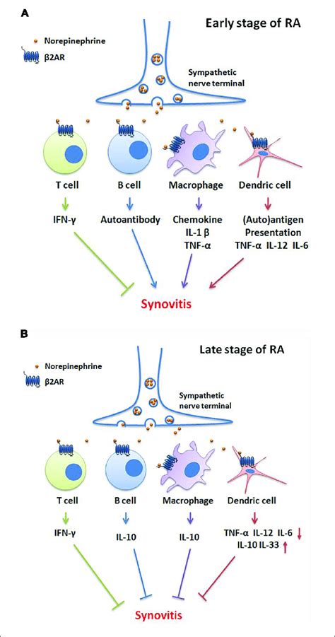 Bidirectional Functions Of β2 Ar Signaling In Different Stages Of Ra