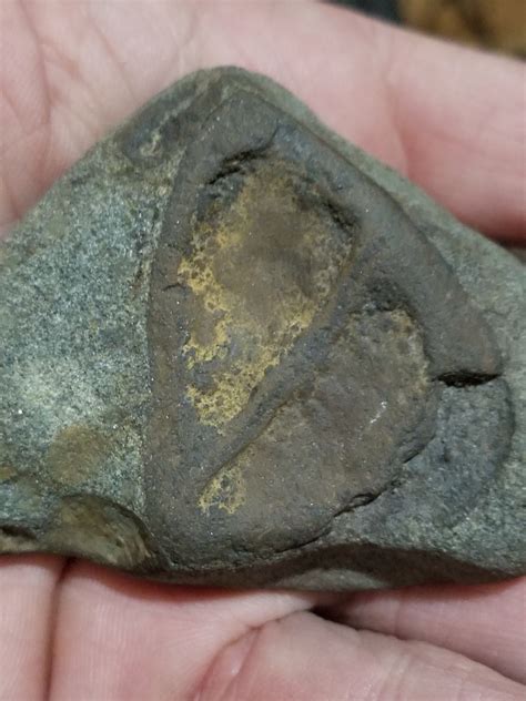 Ichthyostega? Catskill mountains in ny - Fossil ID - The Fossil Forum