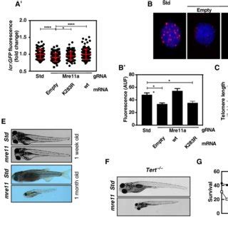 Ufmylation Of Mre Prevents Premature Aging And Telomeres Shortening