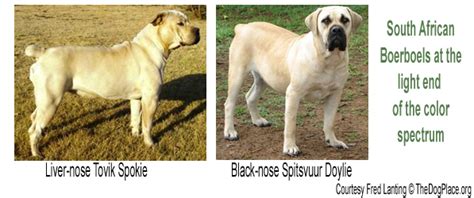 CANINE COAT COLOR GENETICS – PART 3 | TheDogPlace.org