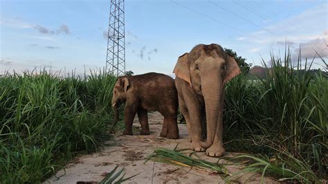 293 Wild Asian Elephants Roam Sw Chinas Yunnan Cgtn