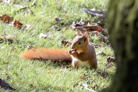 Comment observer les écureuils roux dans la nature Tous nos conseils