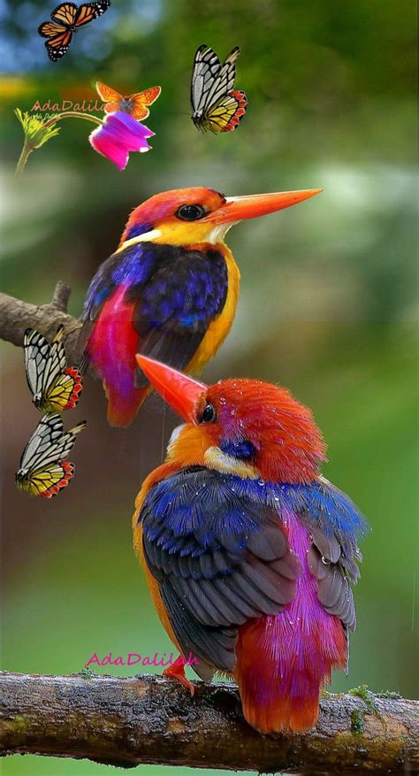 Pin On Cute Baby Animals Beautiful Birds Most Beautiful Birds