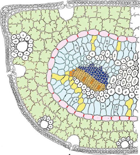 Schematic Drawing Cell Membrane Microscopic Science Classroom Biomes Pathways Botany