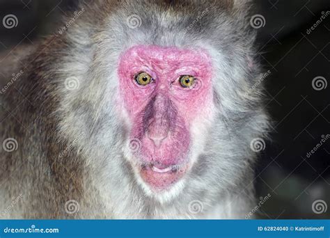 Portrait Of Monkey With A Surprise Expression Stock Photo Image Of