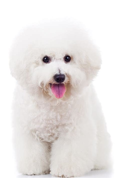 Bichon Frise Breed Guide Petbarn