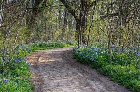 Riverbend Park Walking Trail Virginia Bluebells Stock Image Image Of Potomac Pathway 43494319