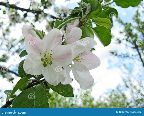 Spring Flowering Of Fruit Trees Royalty Free Stock Photography - Image: 12484927