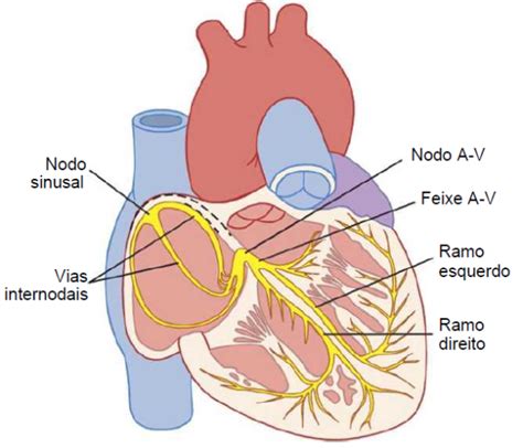 Cora O Humano Anatomia Histologia Fisiologia E Doen As