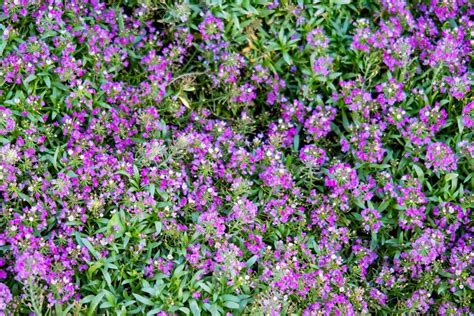 7 Best Thyme Varieties For A Lawn