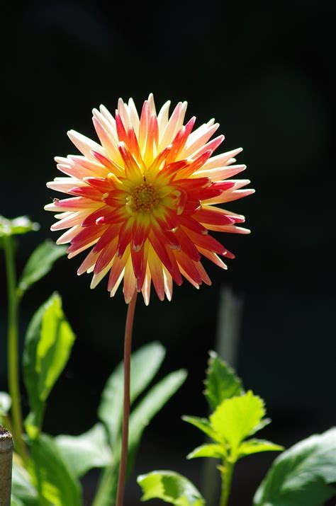 Dahlia Blomma Blommig Gratis Foto P Pixabay Pixabay