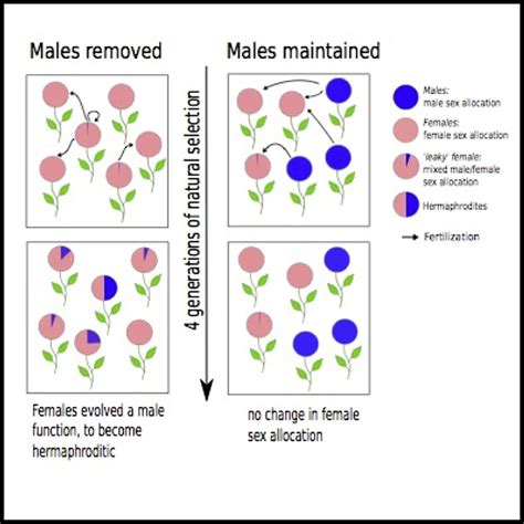 The Rapid Dissolution Of Dioecy By Experimental Evolution Current Biology