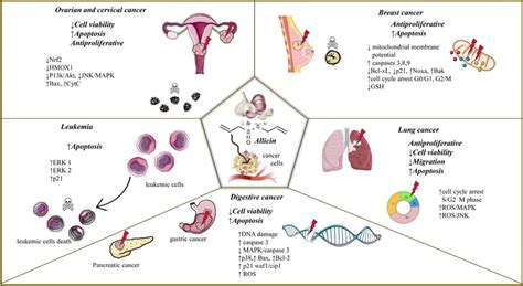 Illustrative figure regarding the most important mechanisms of action ...