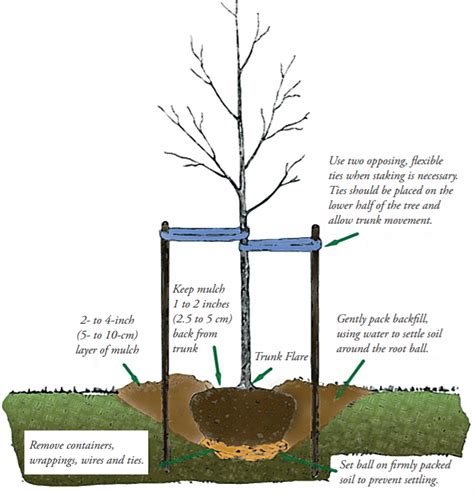 Photo Proper Tree Staking And Planting Uc Landscape Horticulture Blog