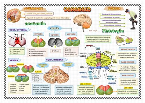 Cerebelo Anatomía Y Fisiología Ana Lisvett Bustamante Tarrillo Udocz