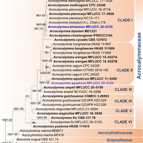 Phylogenetic Tree Based On Raxml Analyses Of Combined Ssu Lsu Its