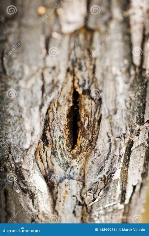 Tree Trunk With The Shape That Resembles A Female Vagina Stock Photo